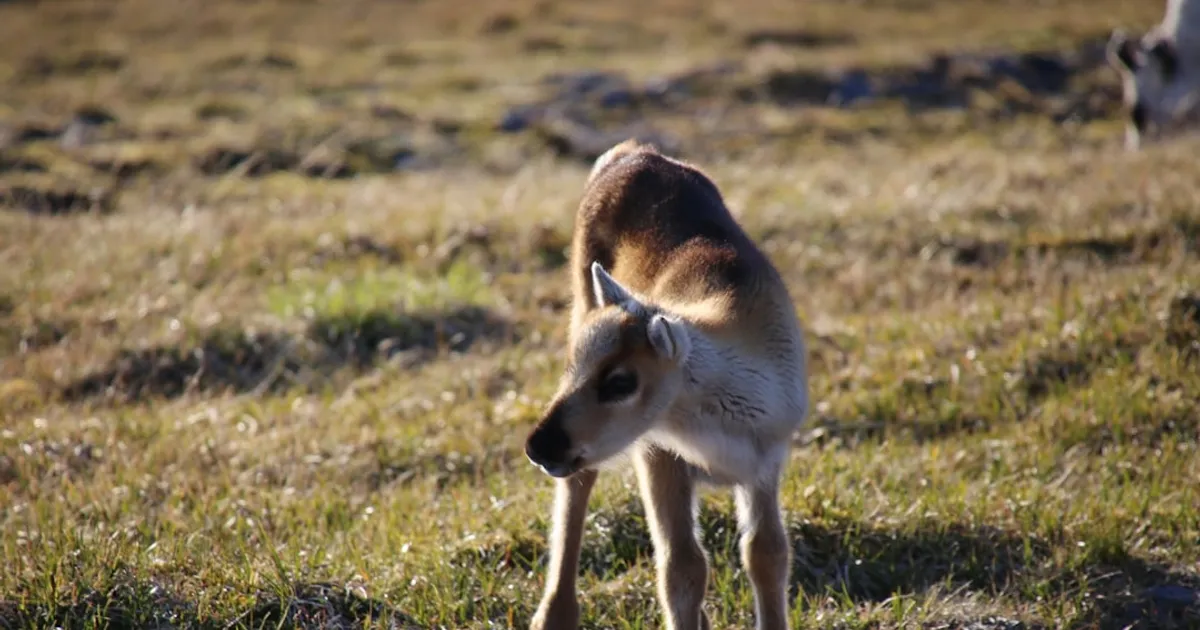 Baby Reindeer Trivia Quiz
