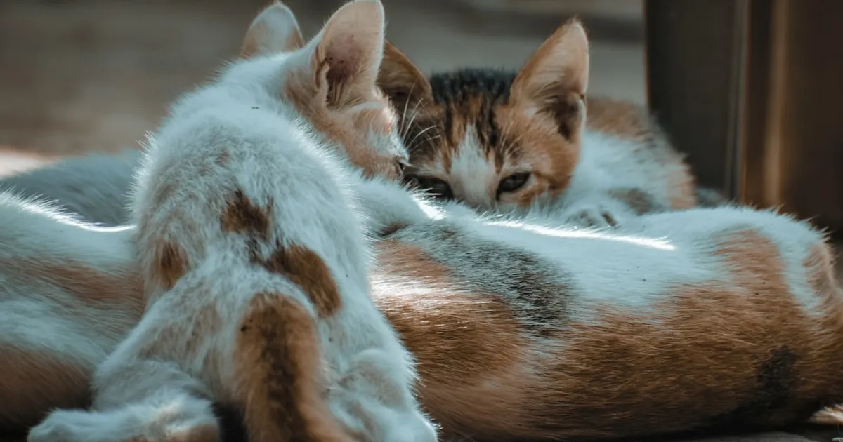 Cats or Dogs? The Ultimate Pet Quiz