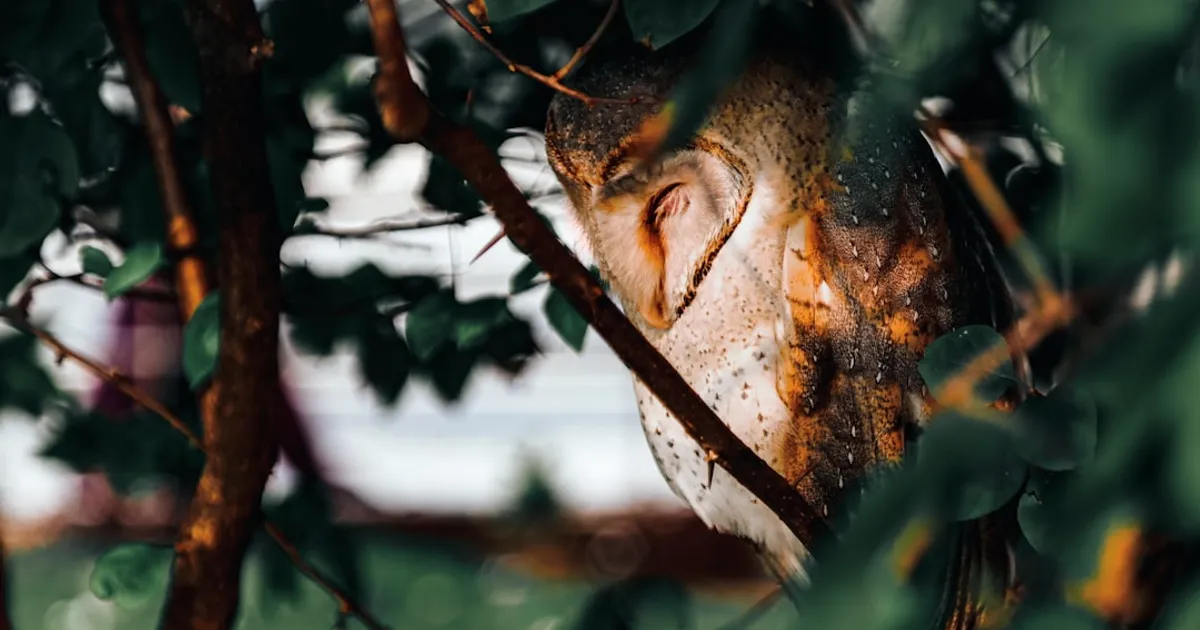 Morning Person or Night Owl? The Honest Quiz