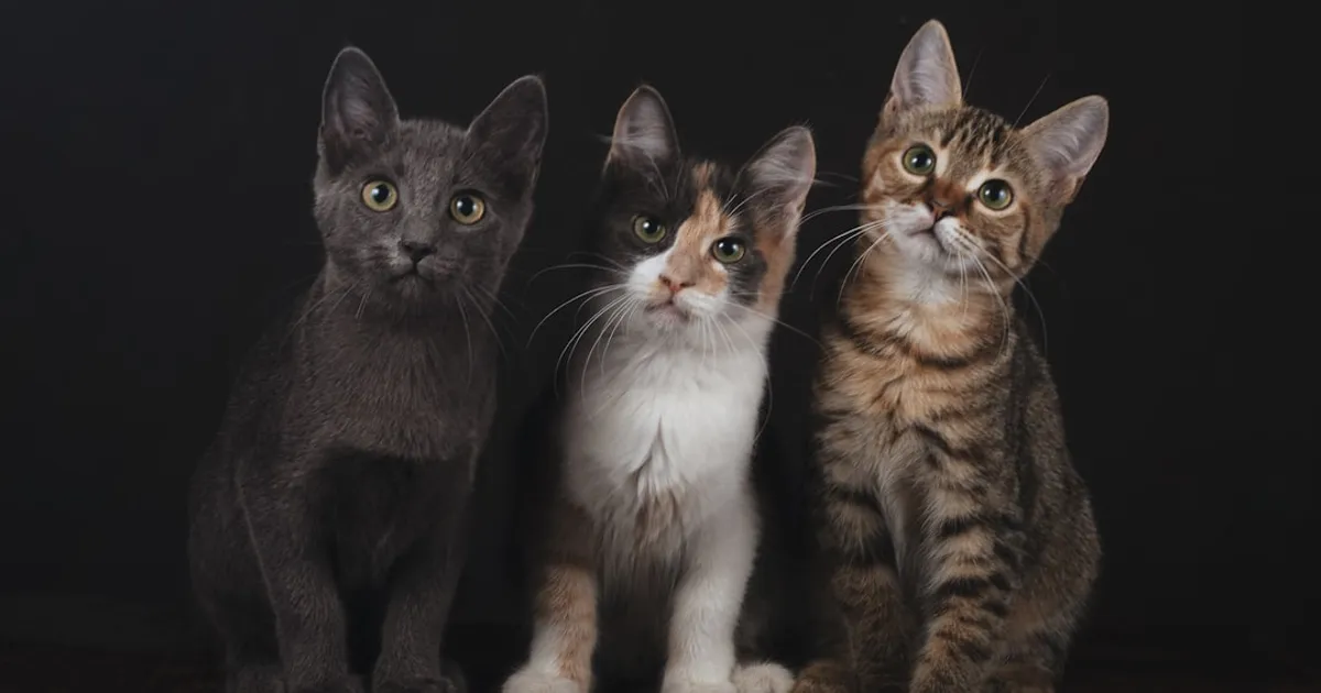 What Cat Breed Are You?