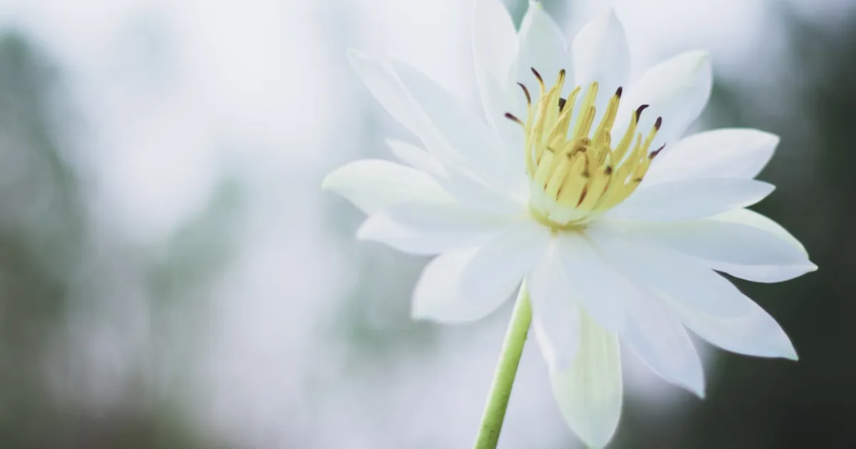 Which White Lotus Character Are You?