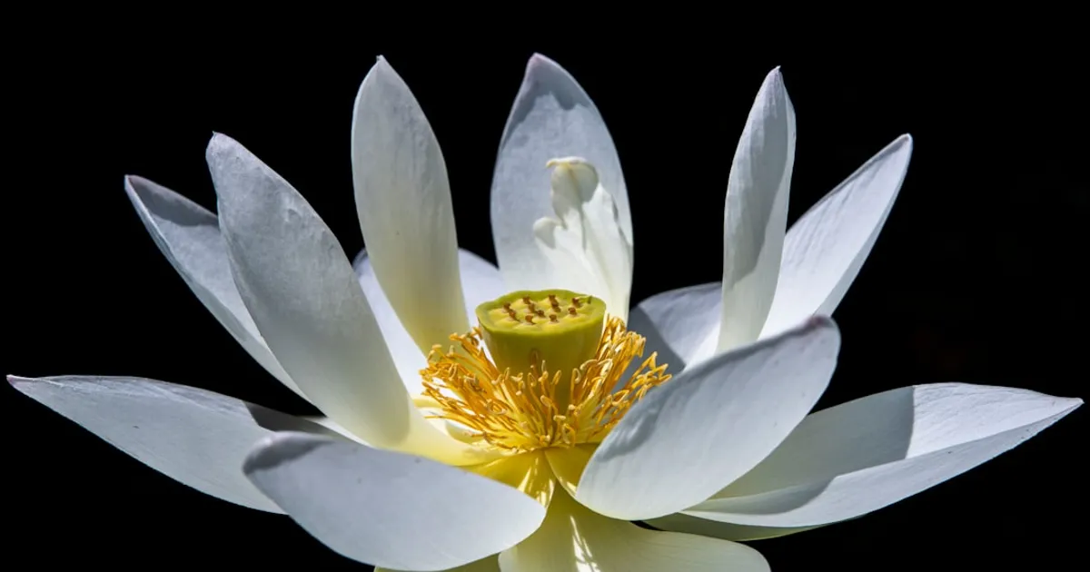 White Lotus Trivia Quiz