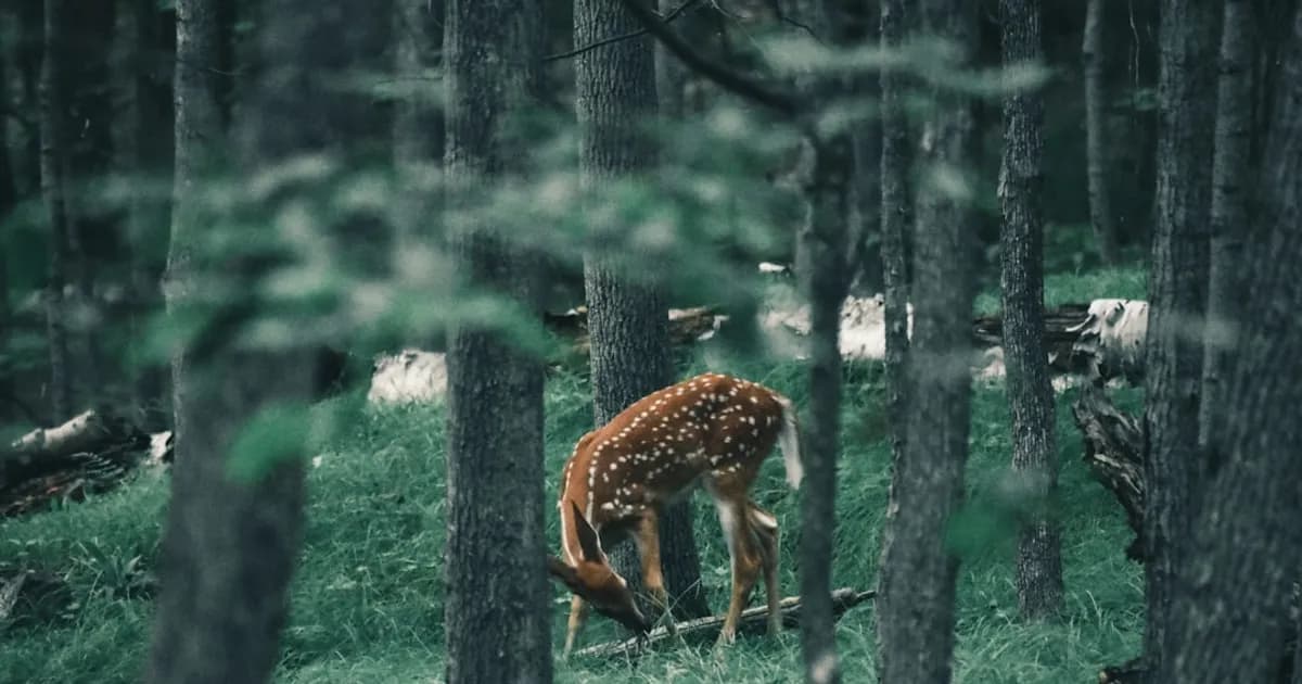 Would You Survive in the Wild?