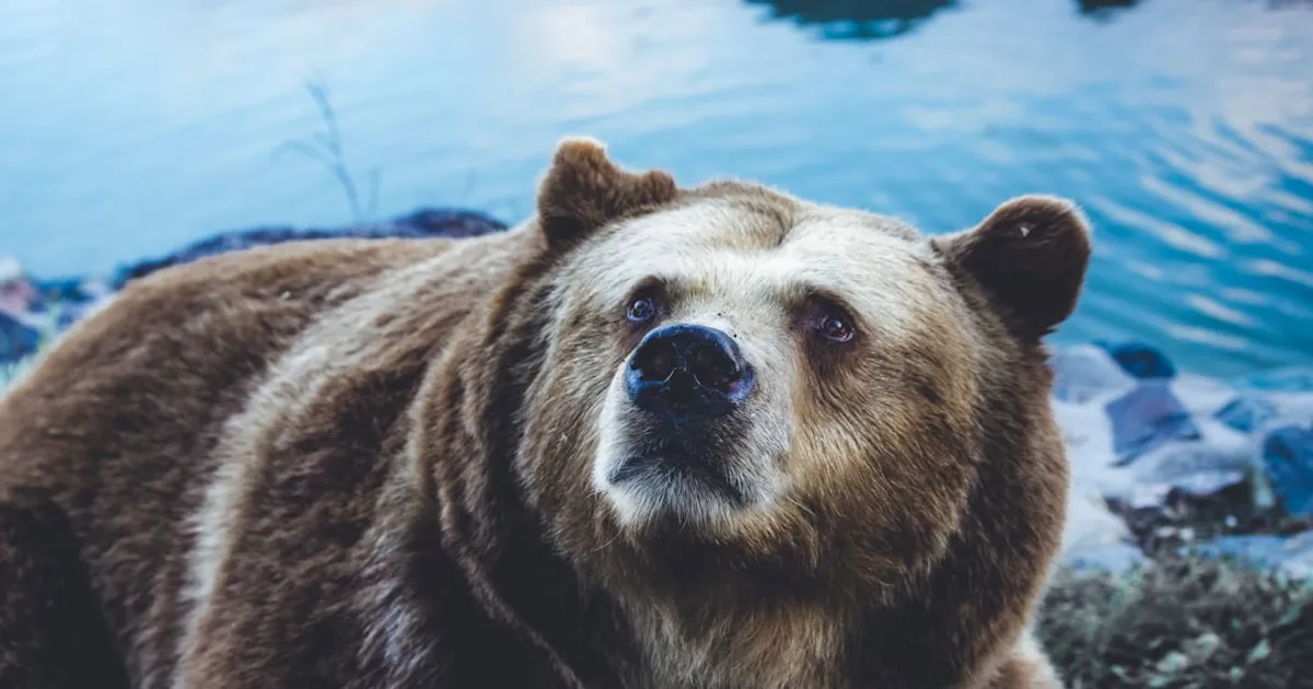 The Bear Trivia Quiz