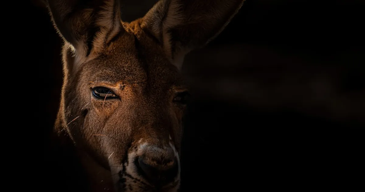 let me guess what animal you are