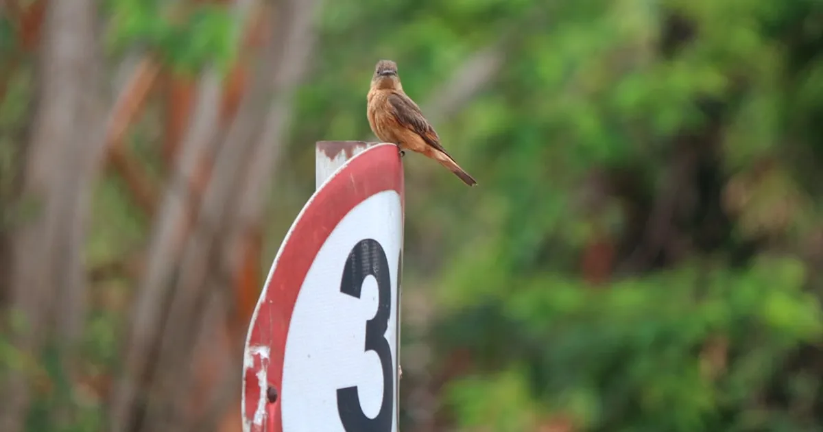 let me guess what bird you are