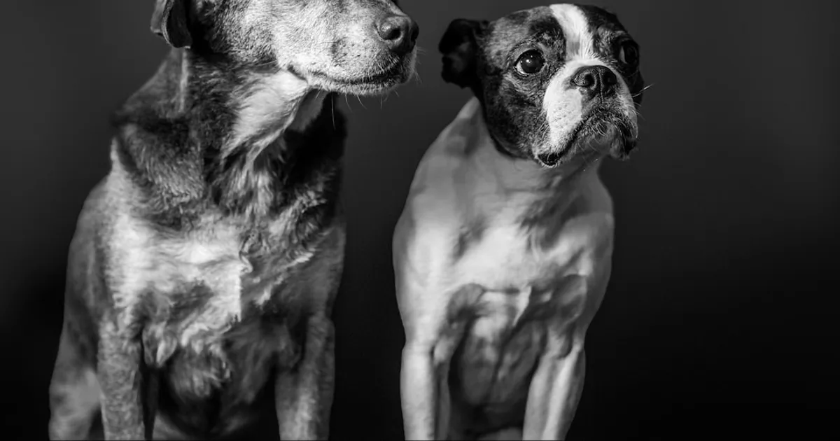 let me guess your dog breed