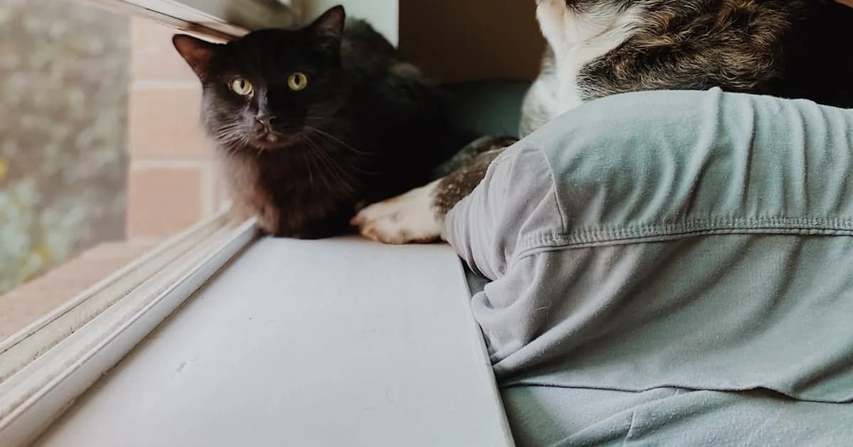 What Pet Should You Get?