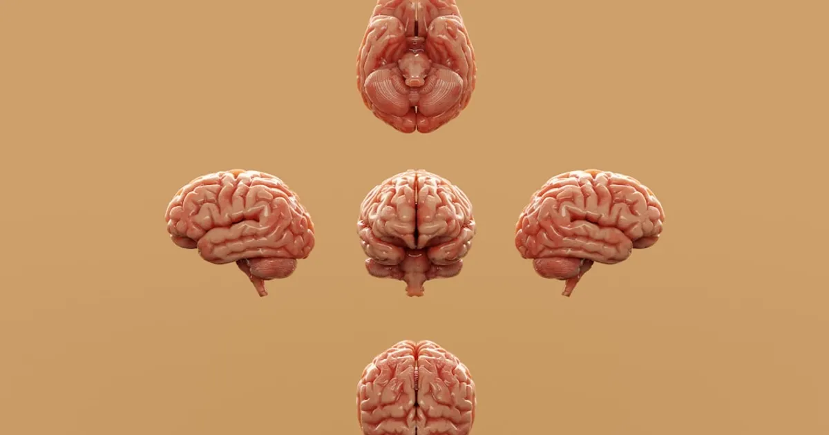 What's Your Brain Type? Left or Right Brain Quiz